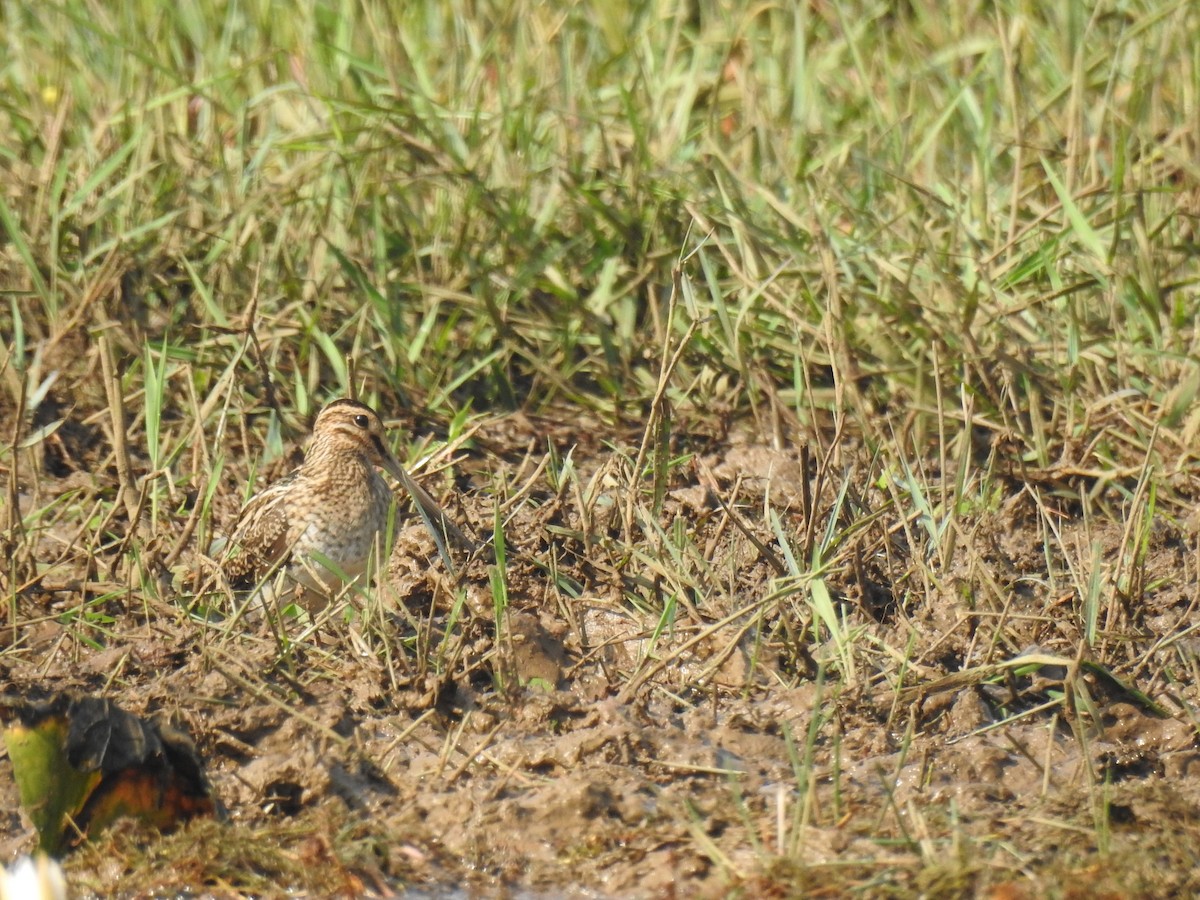 Bekassine - ML646888967