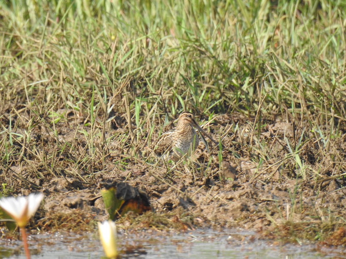 Bekassine - ML646888968