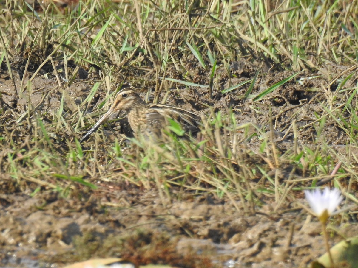 Bekassine - ML646888969