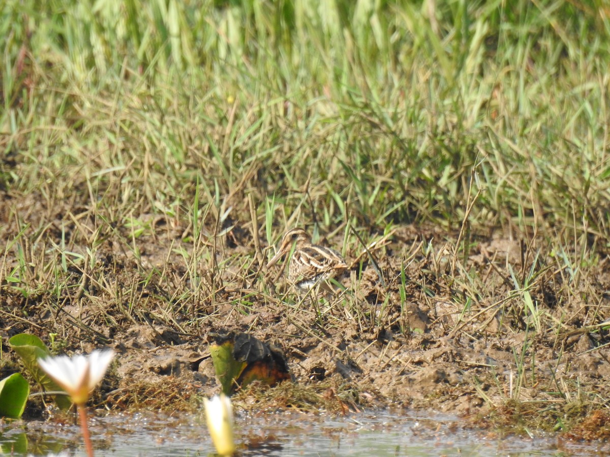 Bekassine - ML646888970