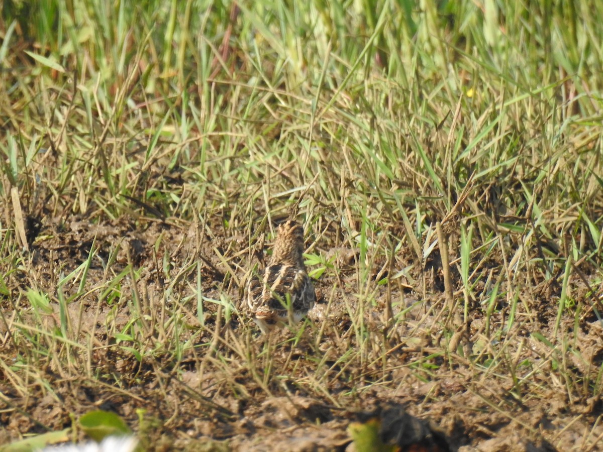 Bekassine - ML646888971