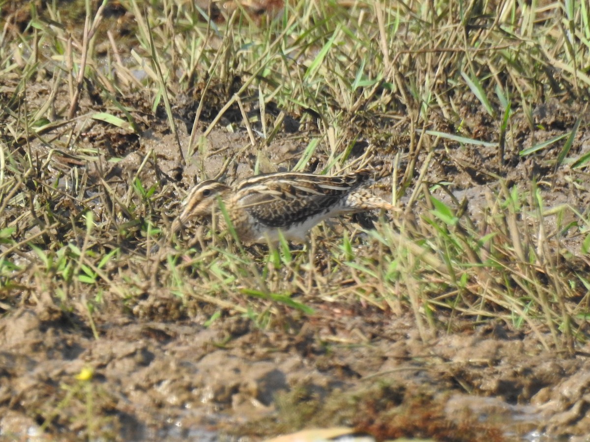 Bekassine - ML646888972