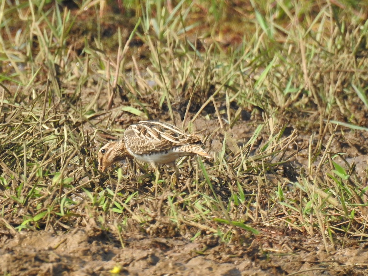 Bekassine - ML646888975