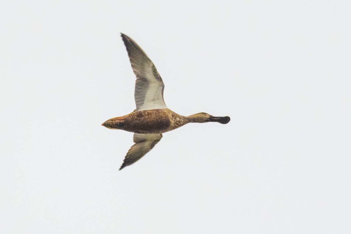 Cuchara Común - ML646888981