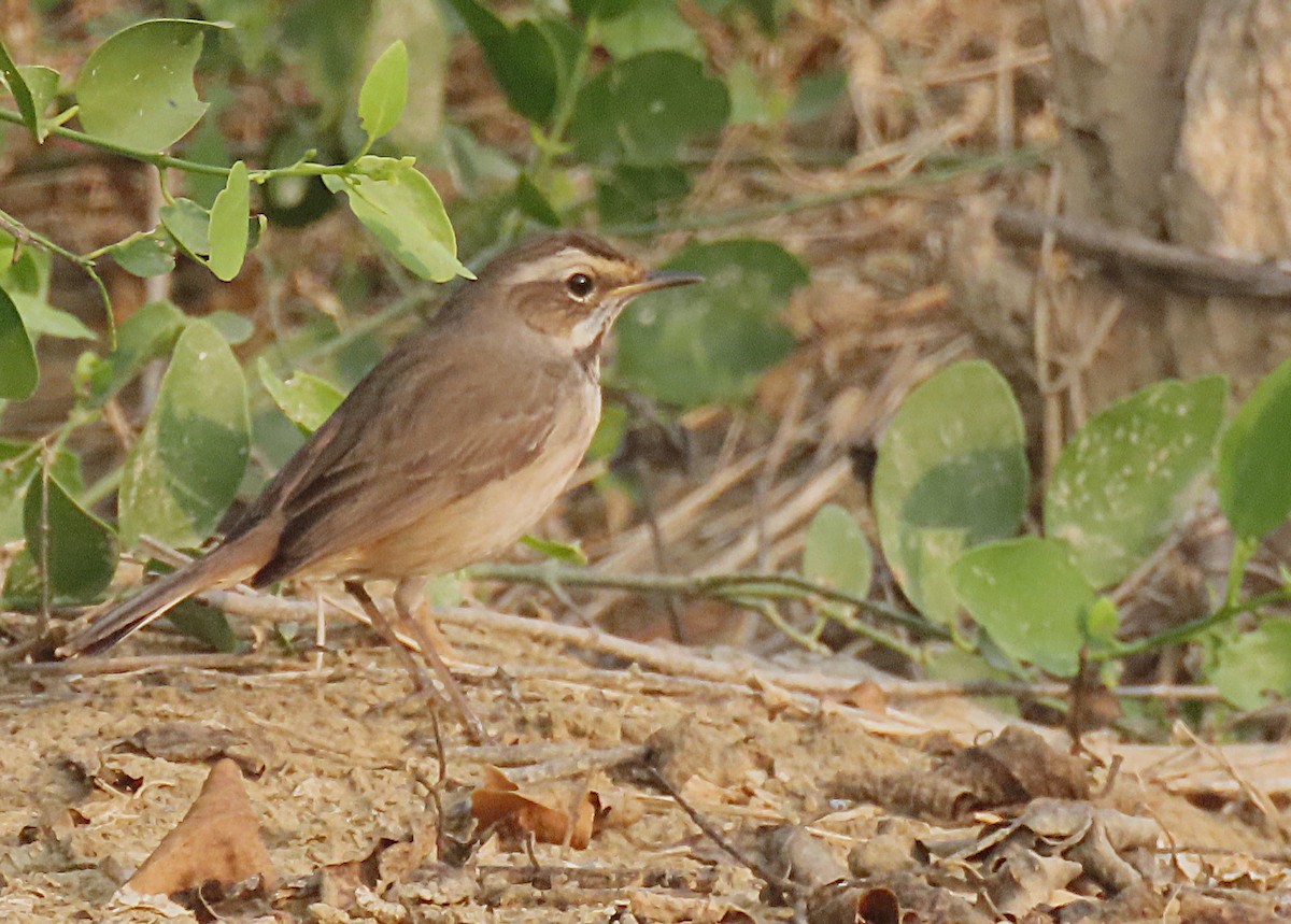 Ruiseñor Pechiazul - ML646888982