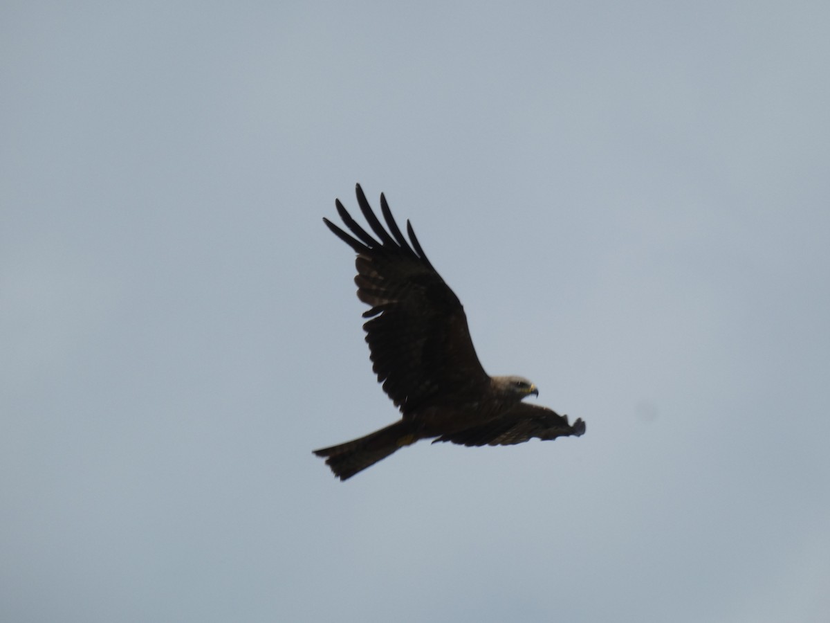 Milano Negro - ML646888983