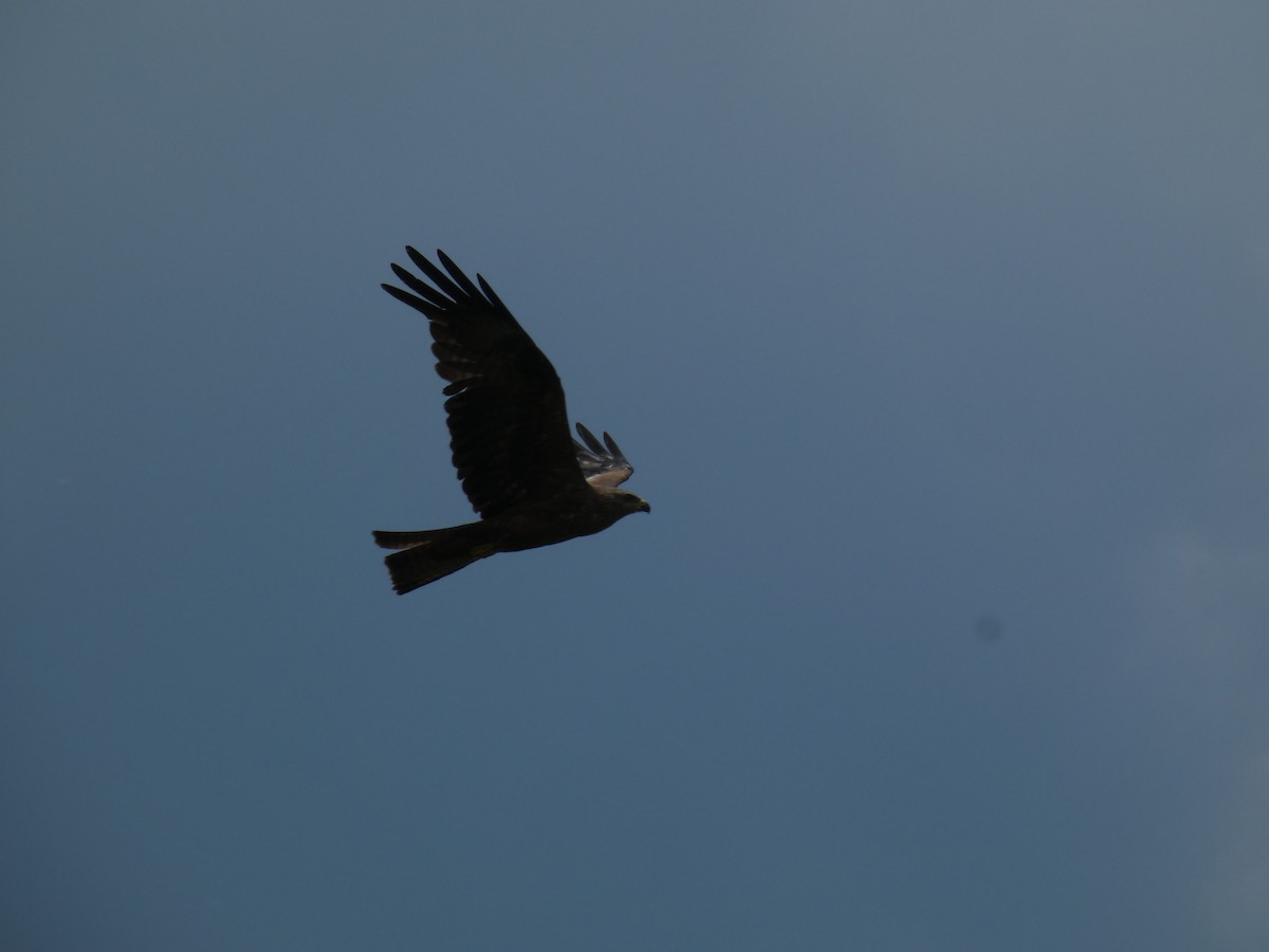 Milano Negro - ML646888984