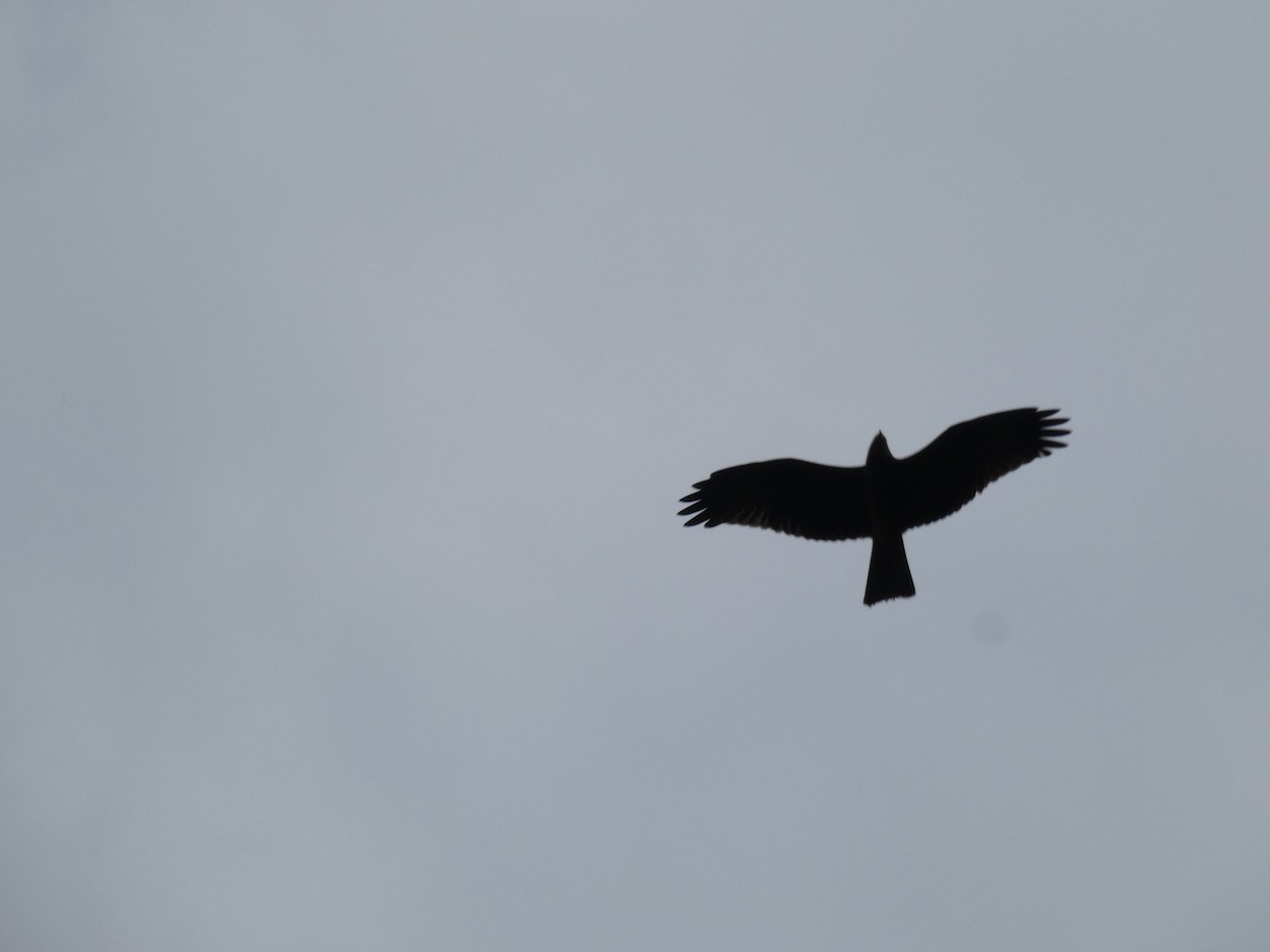 Milano Negro - ML646888985