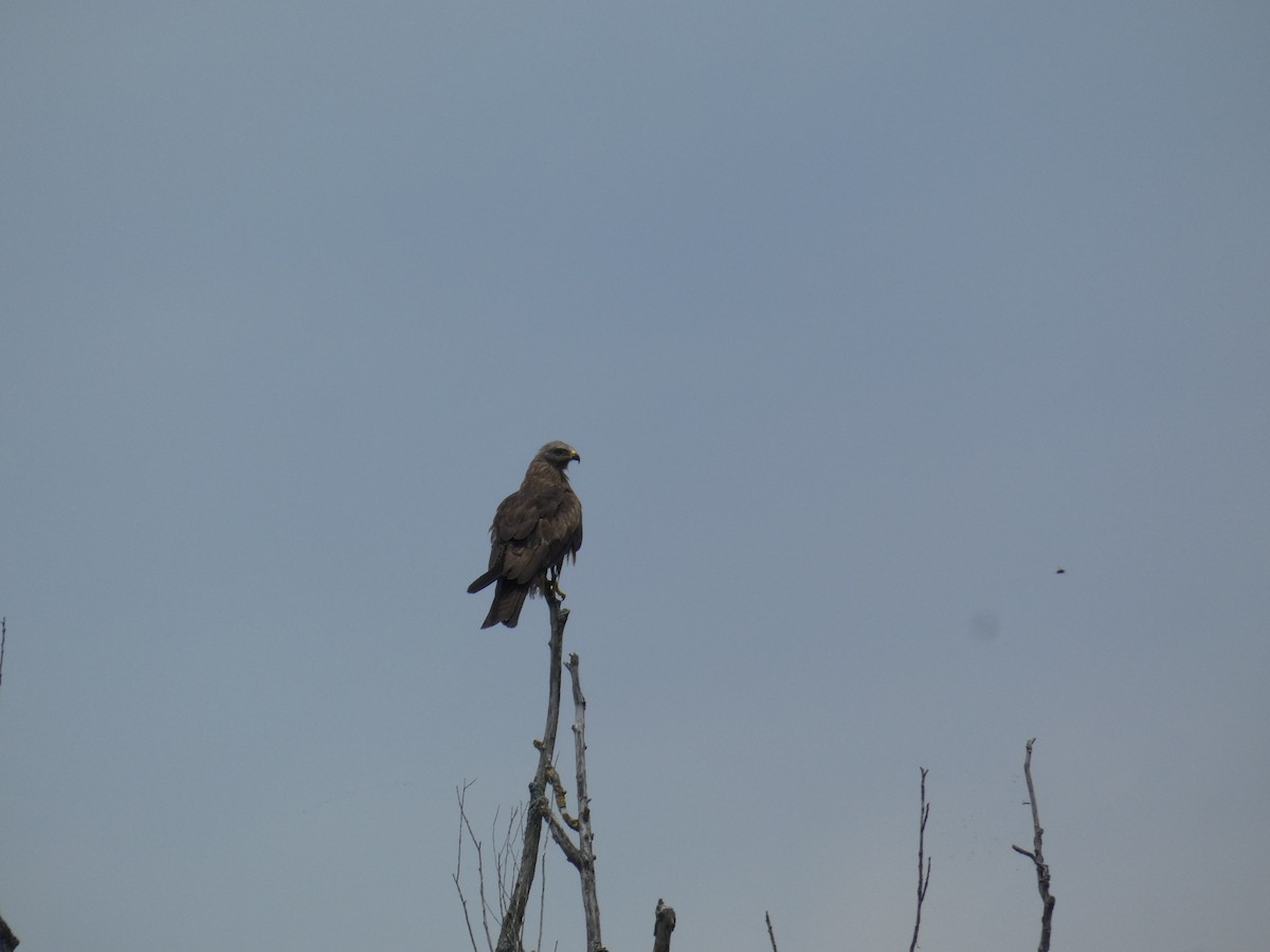 Milano Negro - ML646888986