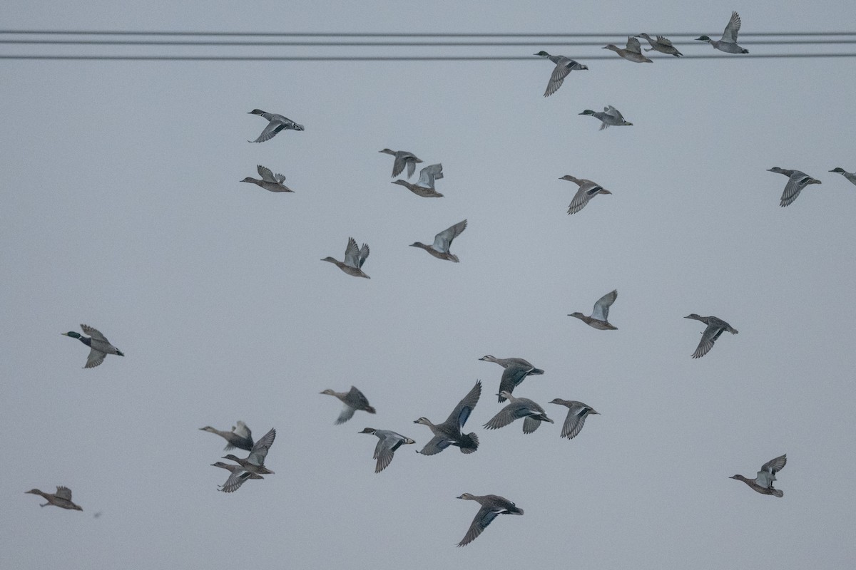 Falcated Duck - ML646888987