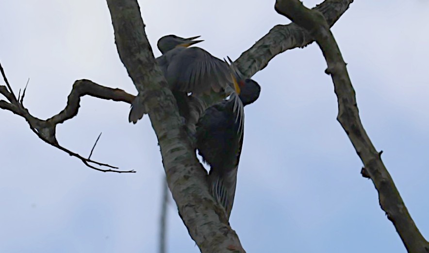 Great Slaty Woodpecker - ML646888993