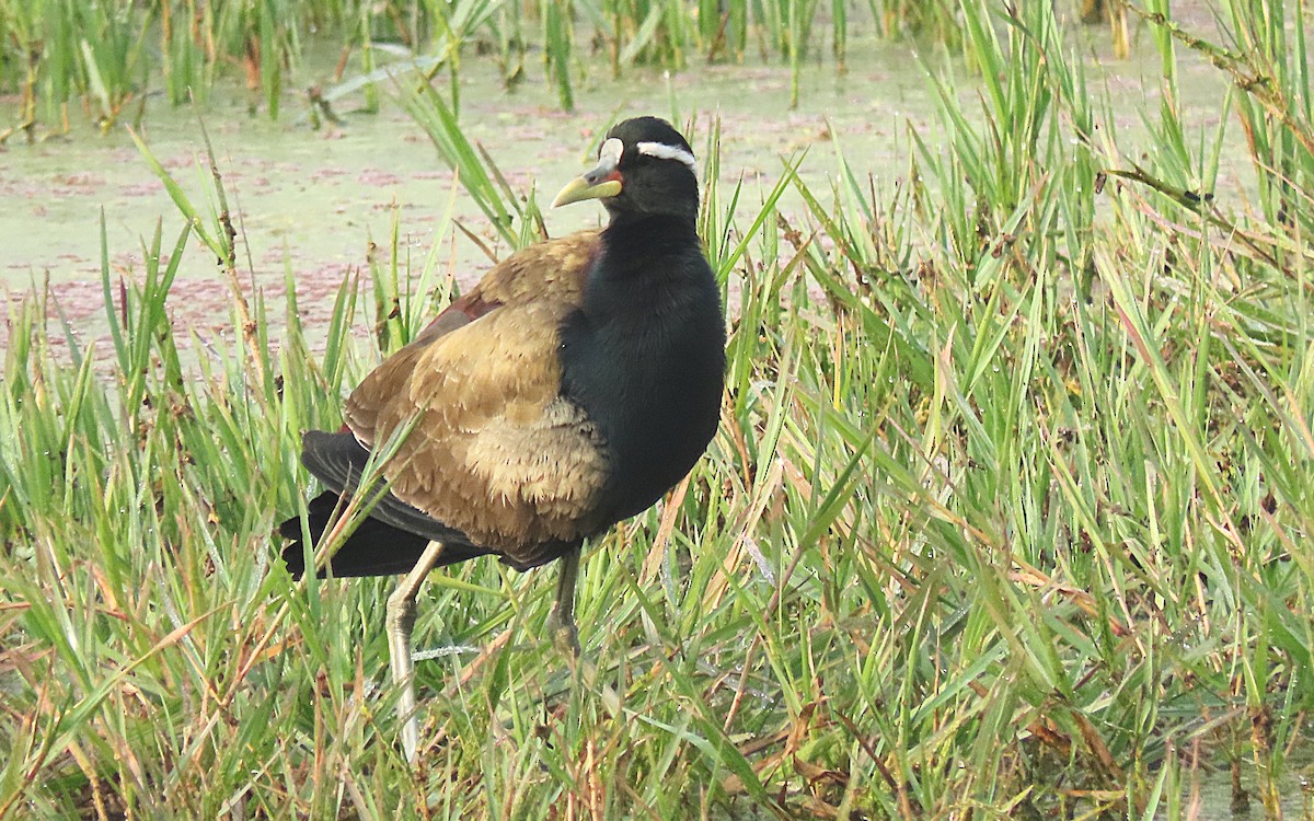Jacana Bronceada - ML646888994