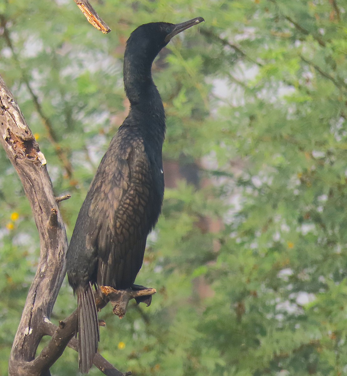 Индийский баклан - ML646889010