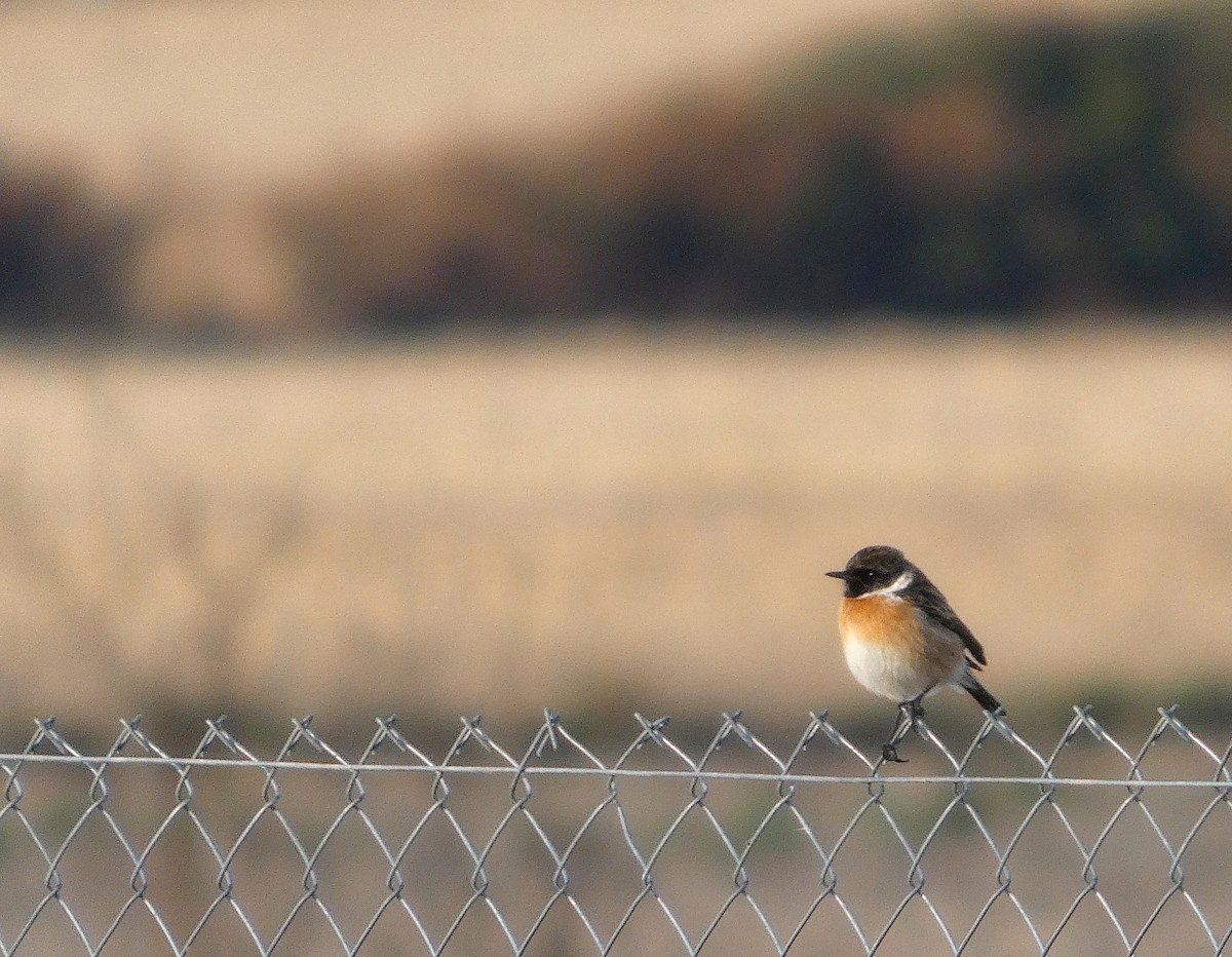 Pitxartxar burubeltza - ML646889016