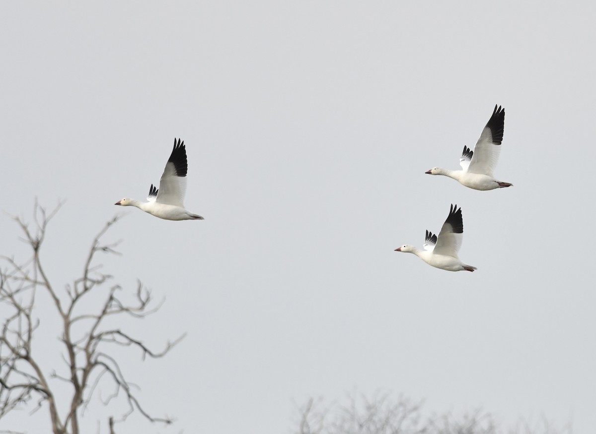 Elur-antzara - ML646889019