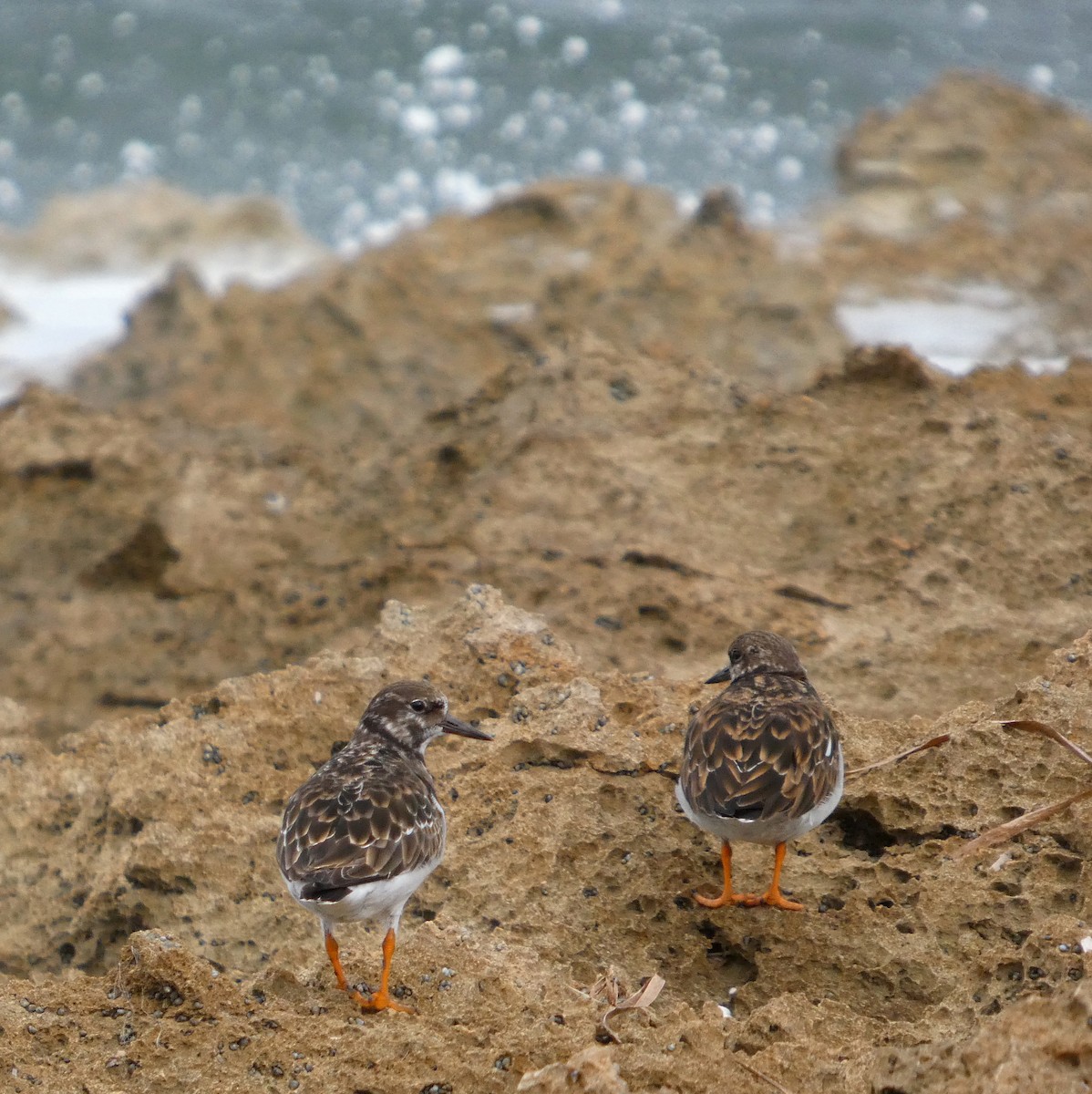 Harri-iraulari arrunta - ML646889021