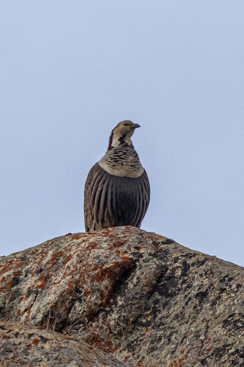 velekur himálajský - ML646889022