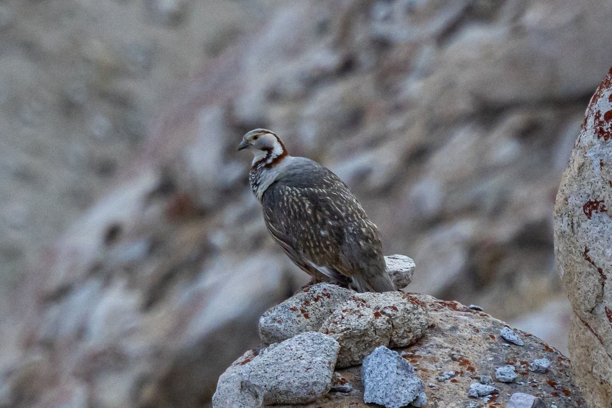 ヒマラヤセッケイ - ML646889023