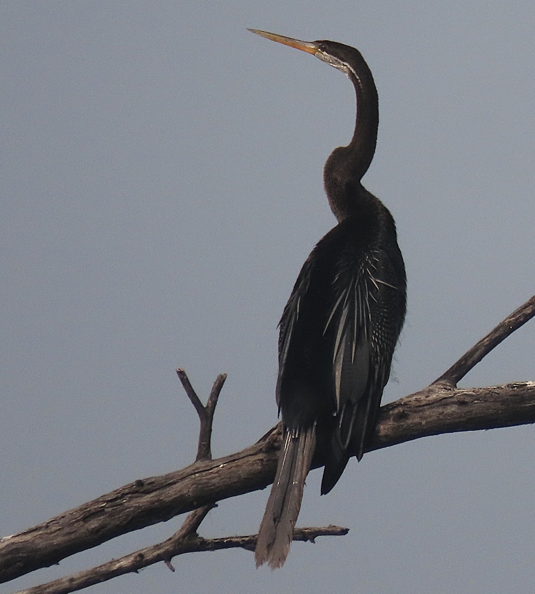 Anhinga roux - ML646889032