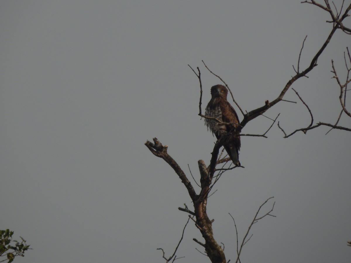 Short-toed Snake-Eagle - ML646889035