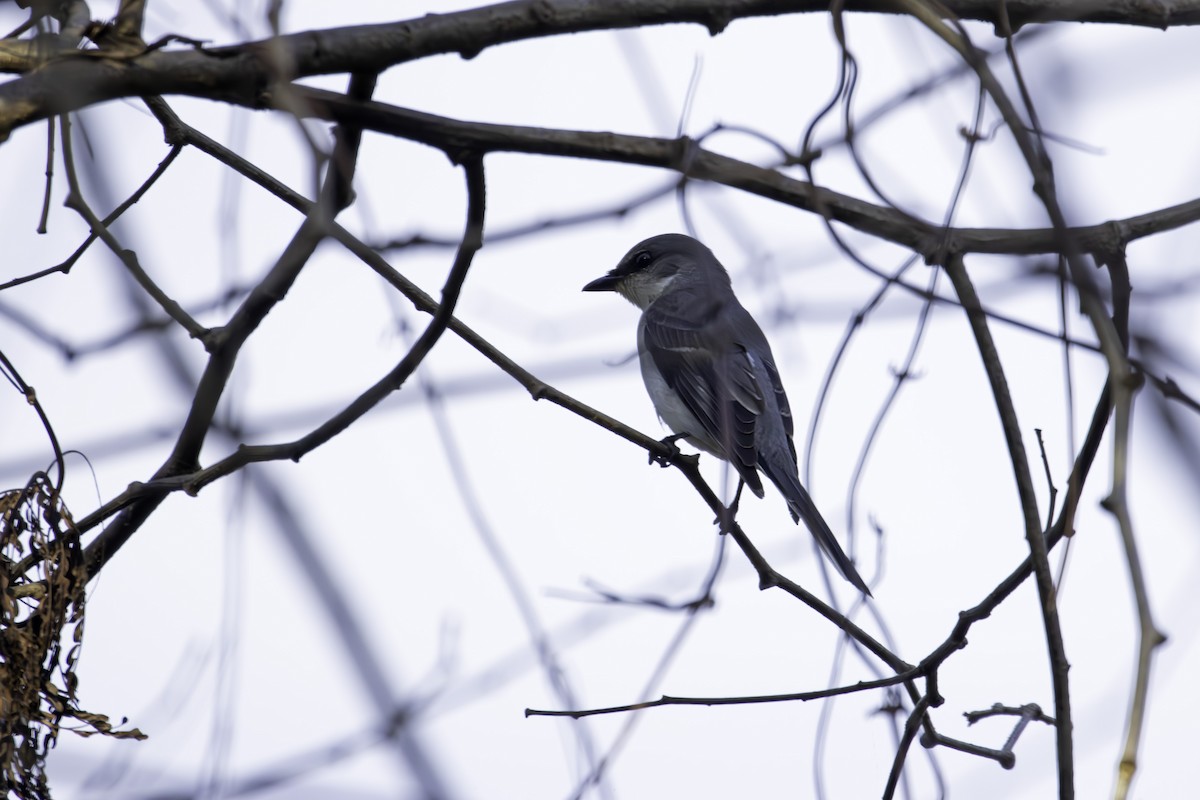 Ashy Minivet - ML646889042