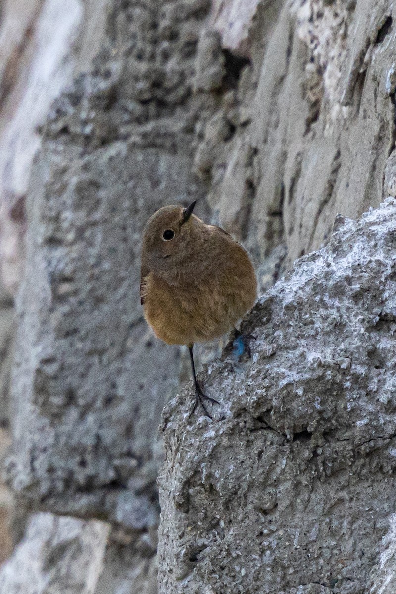 クロジョウビタキ - ML646889043