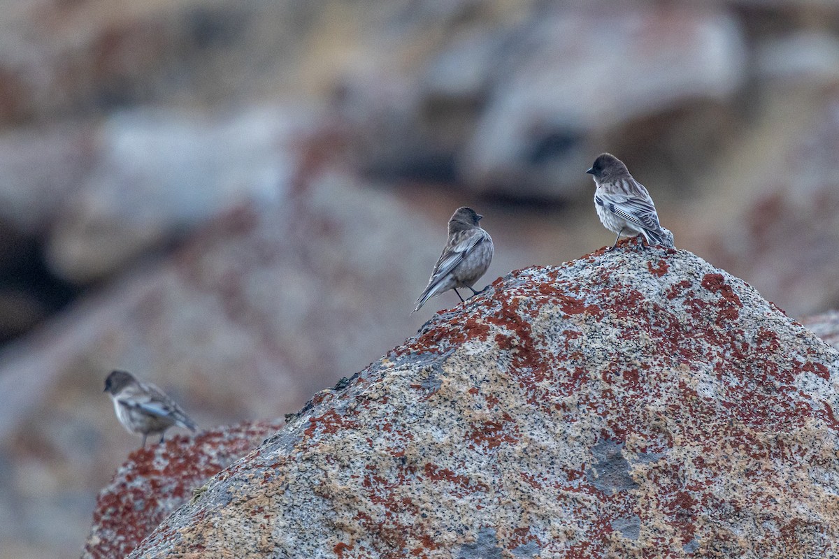 シンジュマシコ - ML646889048