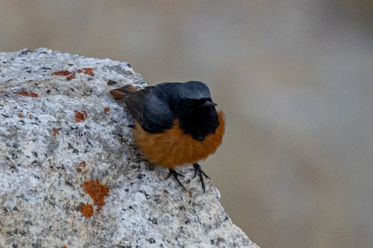 クロジョウビタキ - ML646889059