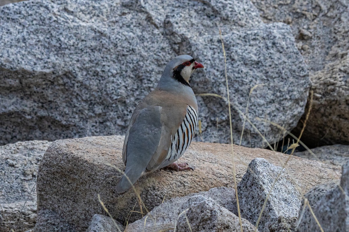 イワシャコ - ML646889061