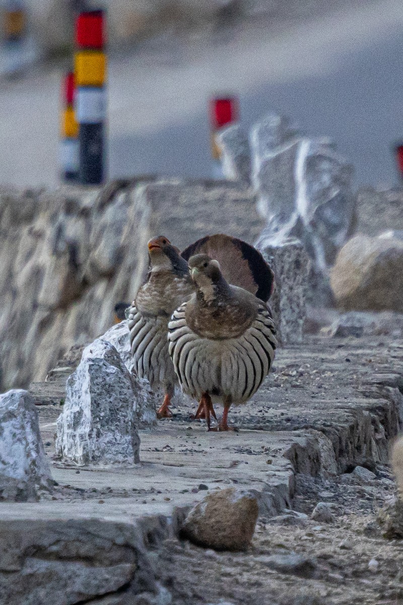 チベットセッケイ - ML646889063