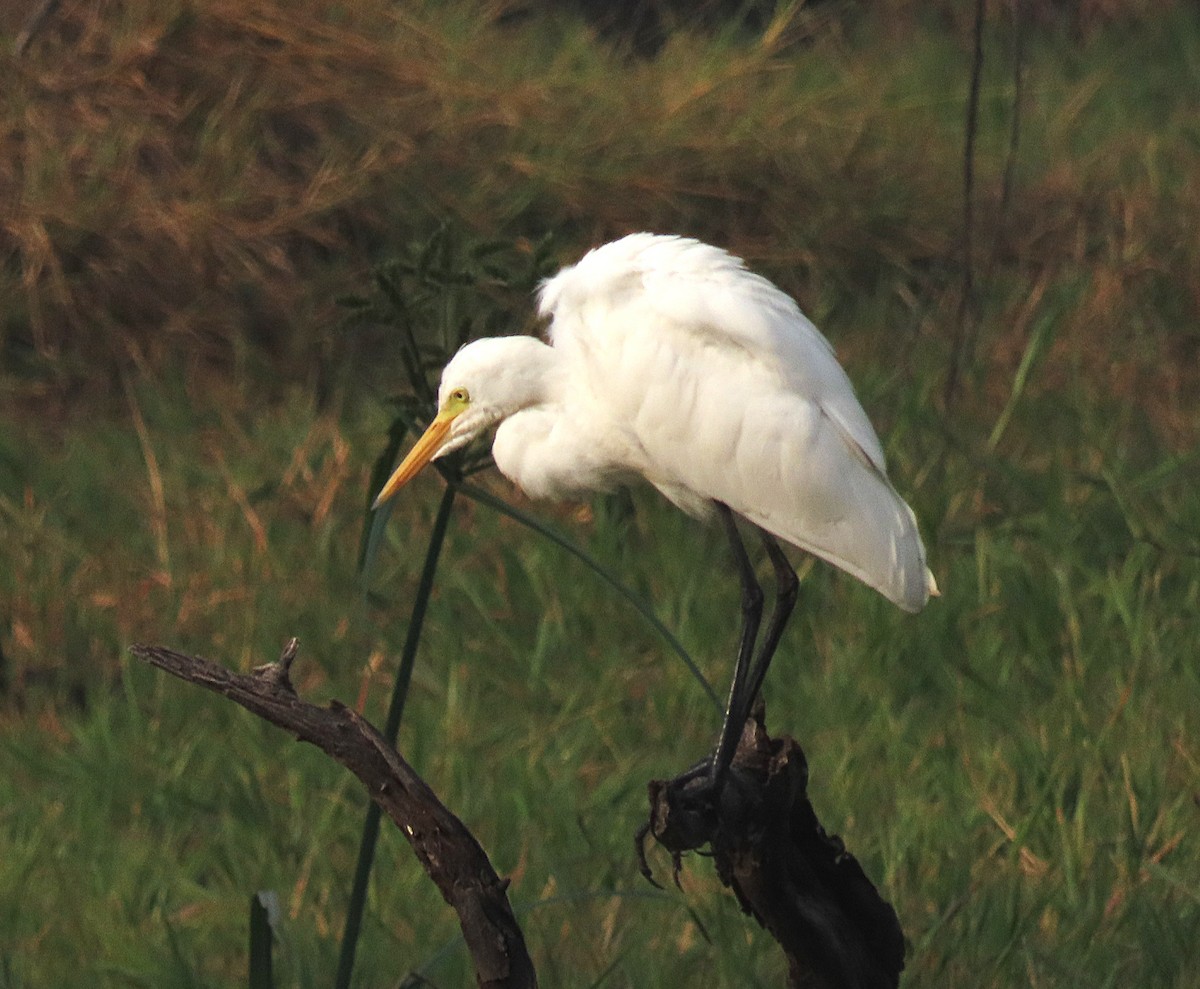 Medium Egret - ML646889065