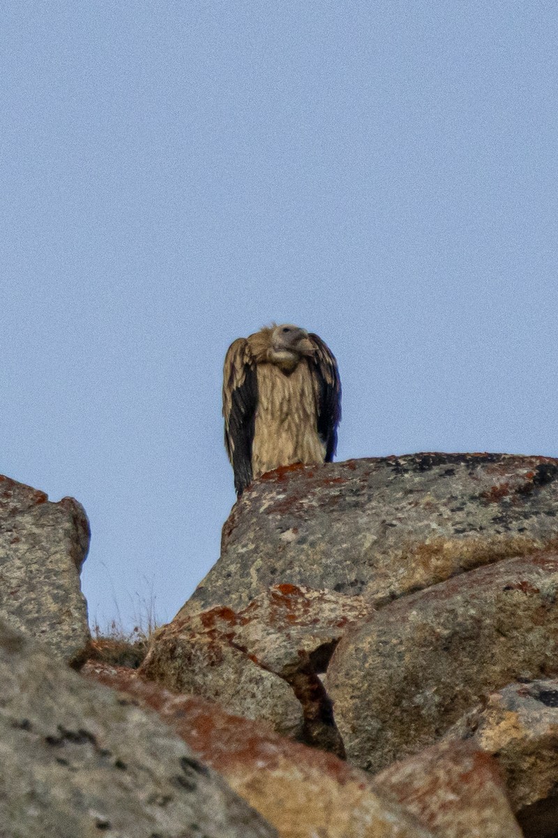 ヒマラヤハゲワシ - ML646889067