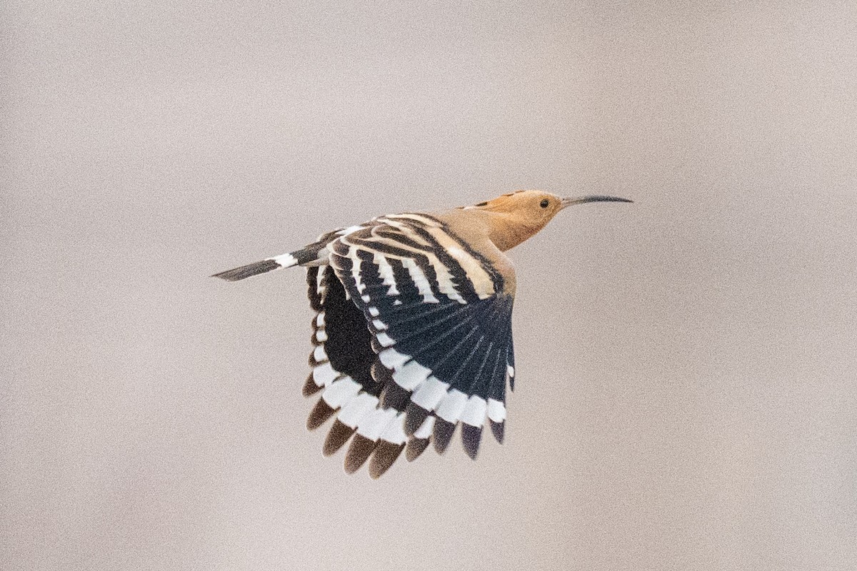 ヤツガシラ - ML646889068