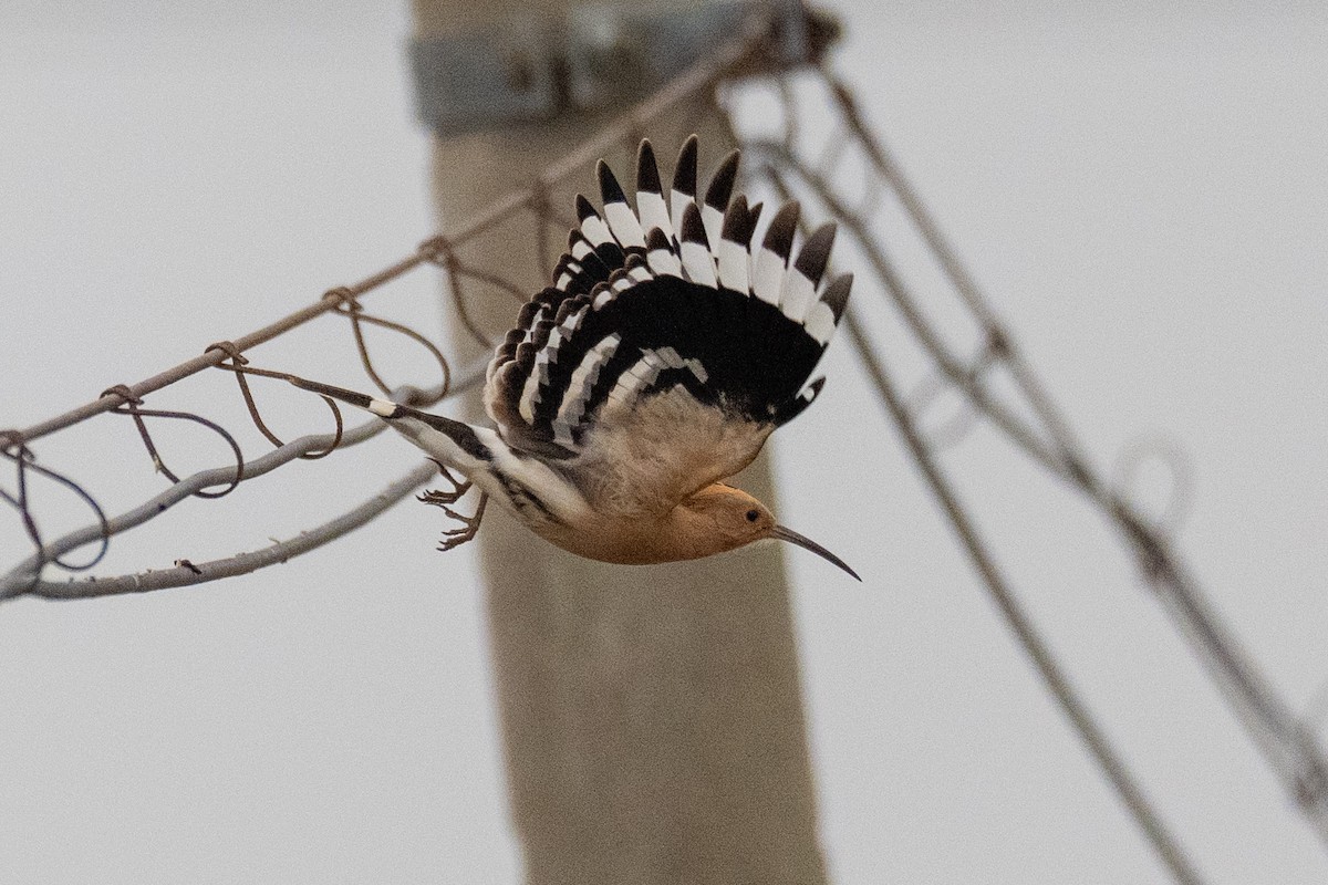 ヤツガシラ - ML646889069