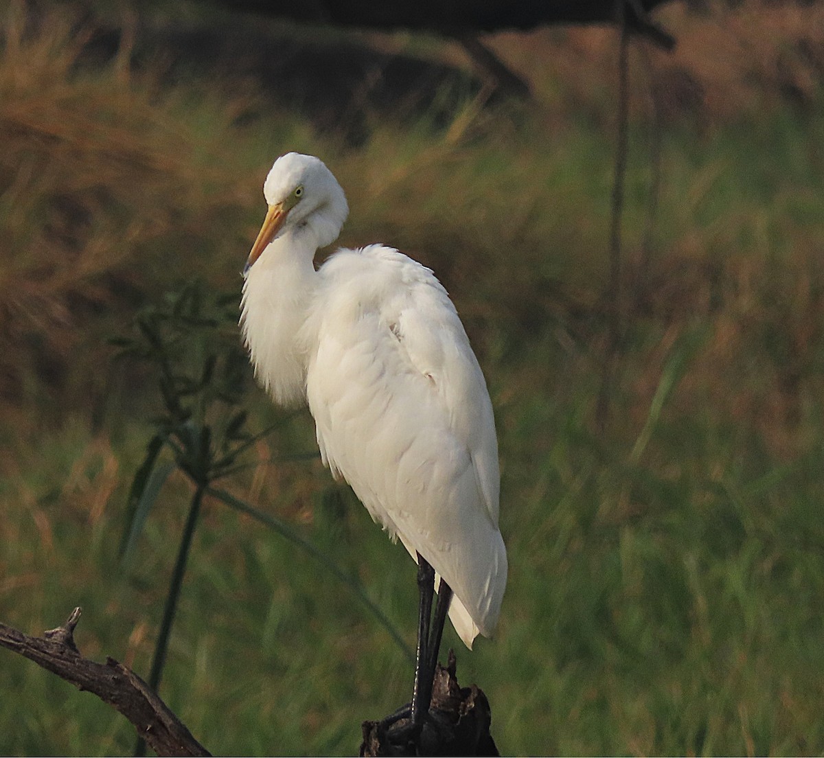 Medium Egret - ML646889070