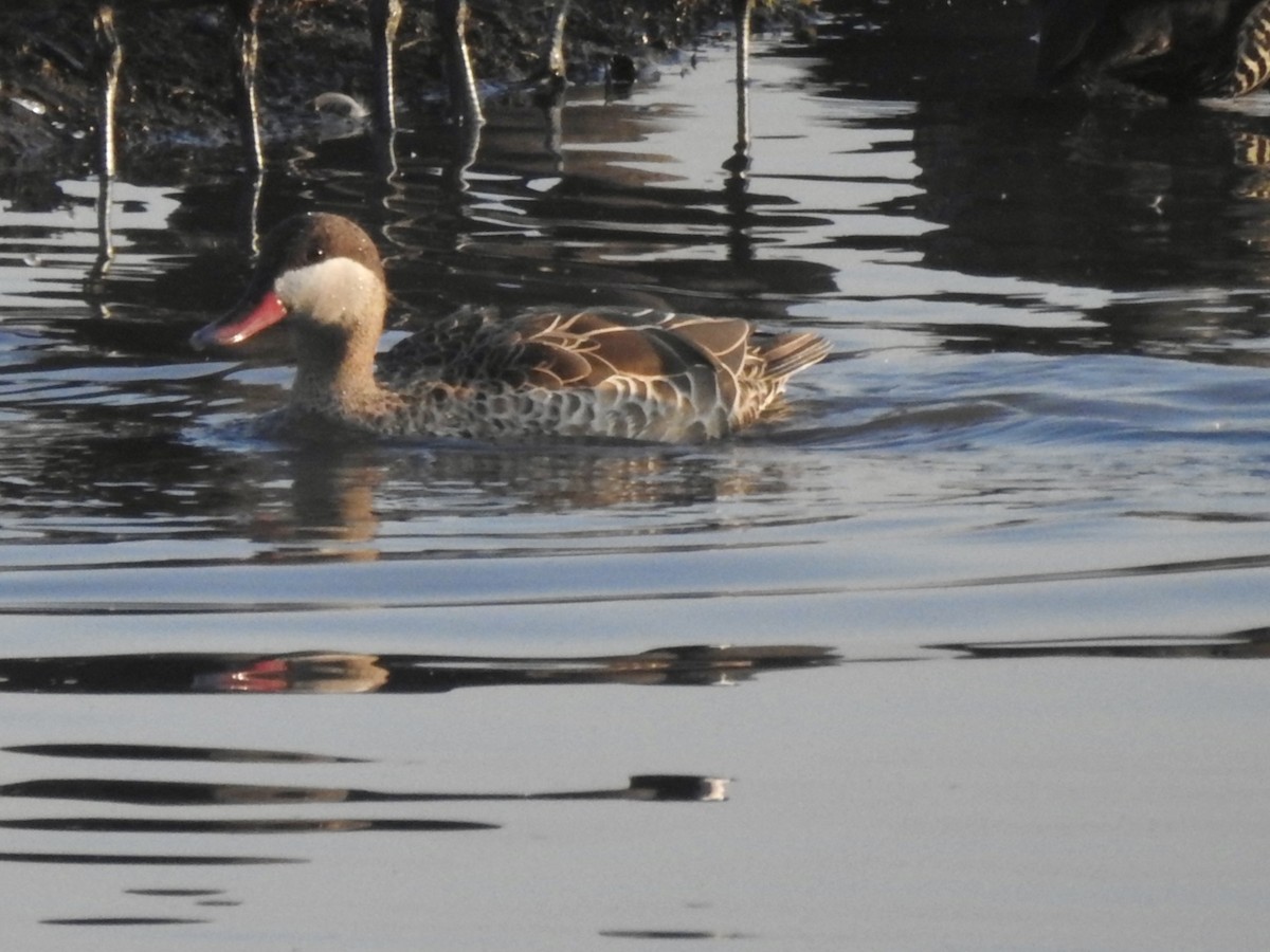 ostralka rudozobá - ML646889071