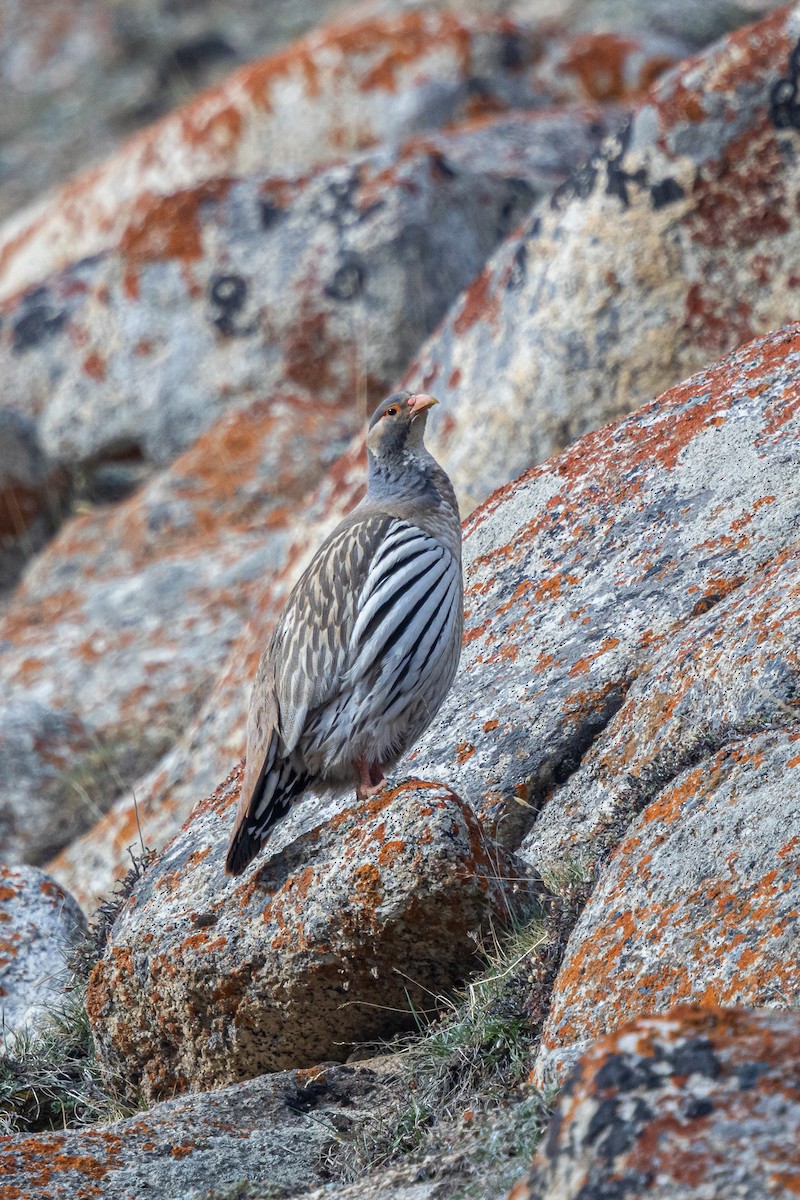 チベットセッケイ - ML646889072