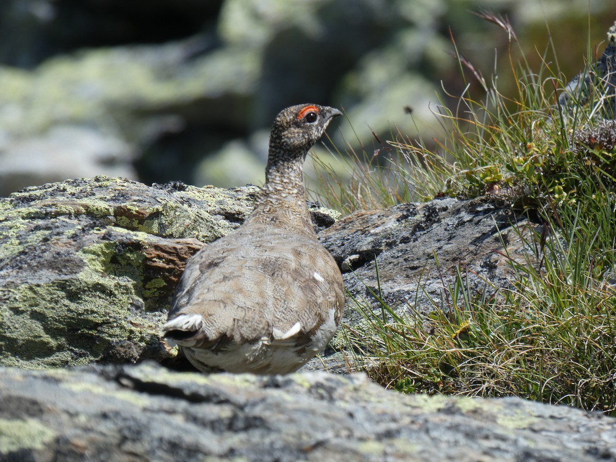 Тундровая куропатка - ML646889074