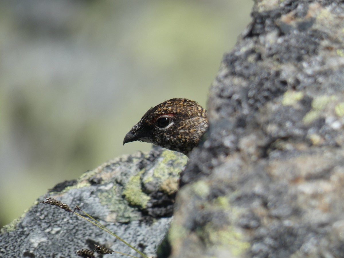 Тундровая куропатка - ML646889075