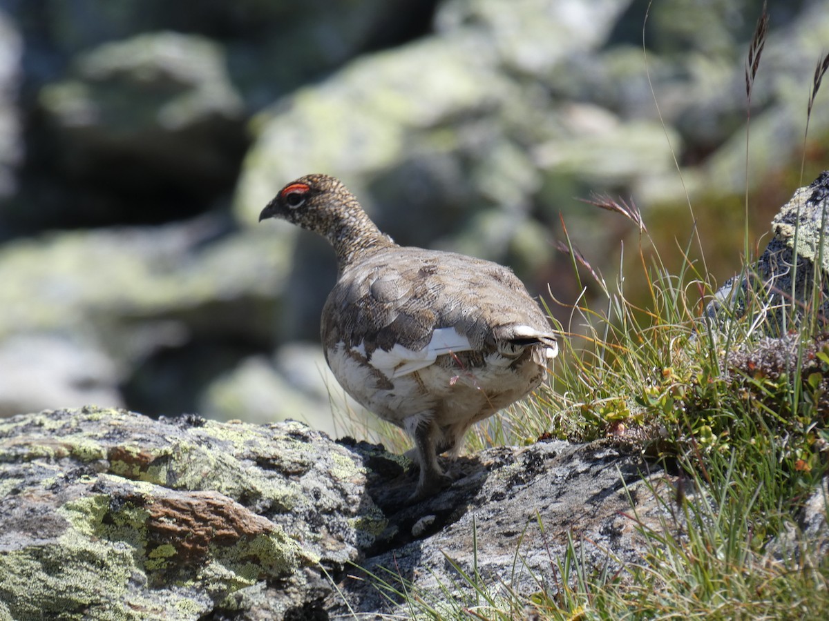 Тундровая куропатка - ML646889076