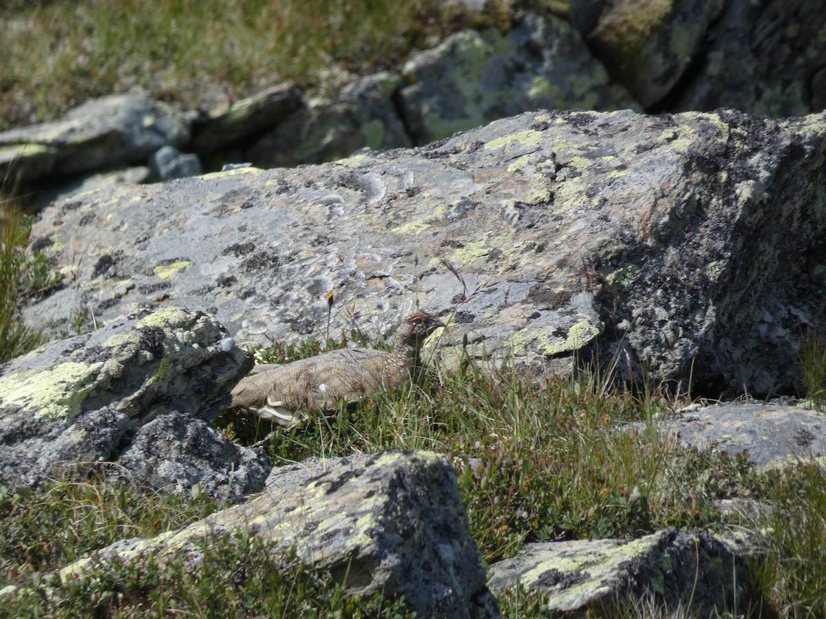 Тундровая куропатка - ML646889077