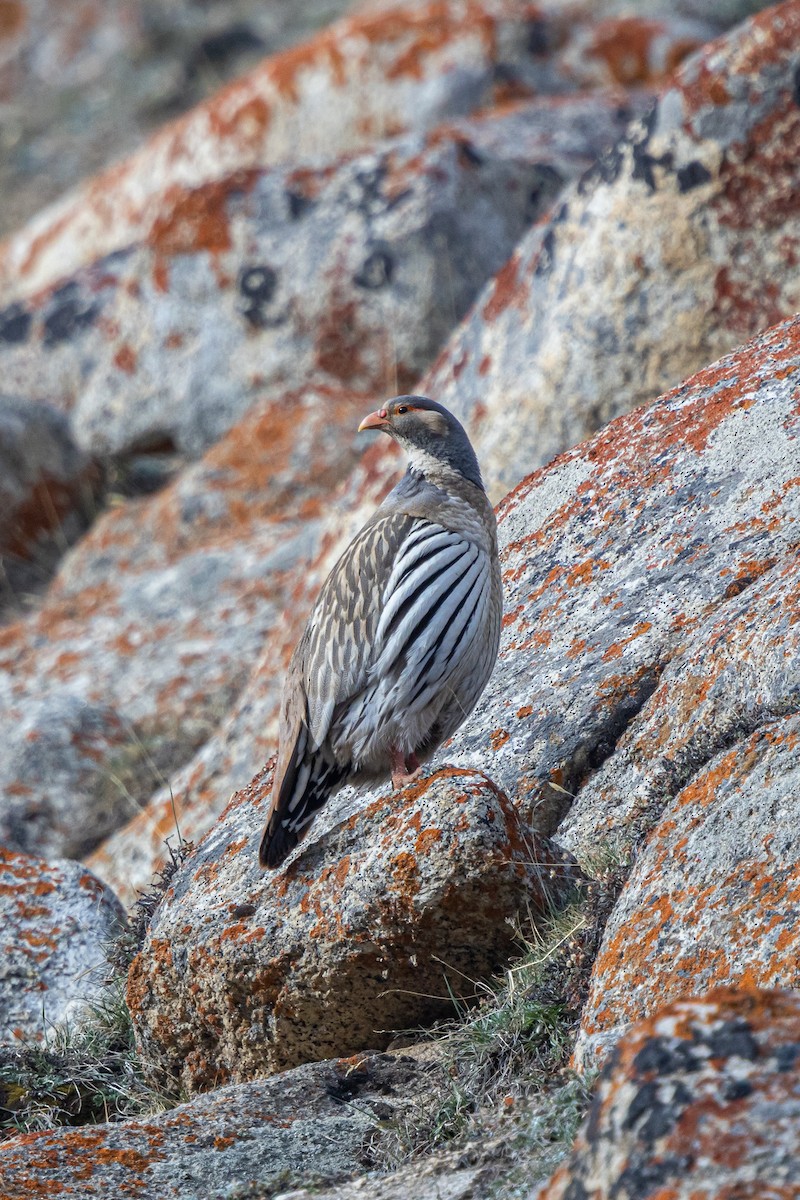 チベットセッケイ - ML646889091