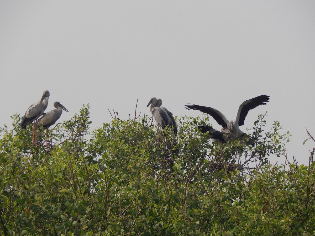 Asian Openbill - ML646889096