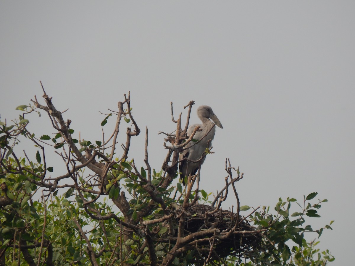 Asian Openbill - ML646889097