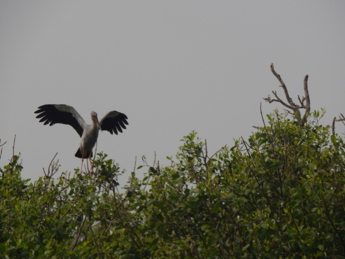 Asian Openbill - ML646889098