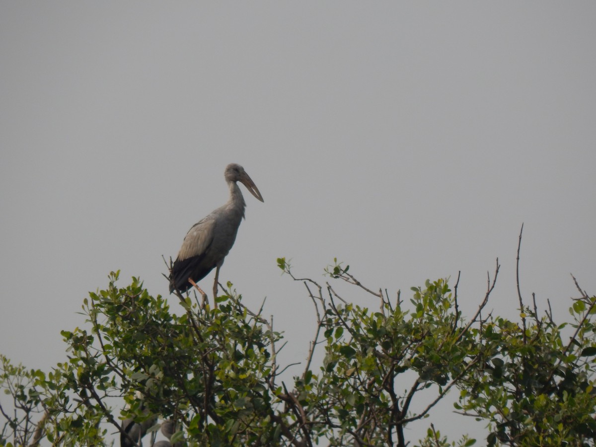 Asian Openbill - ML646889099