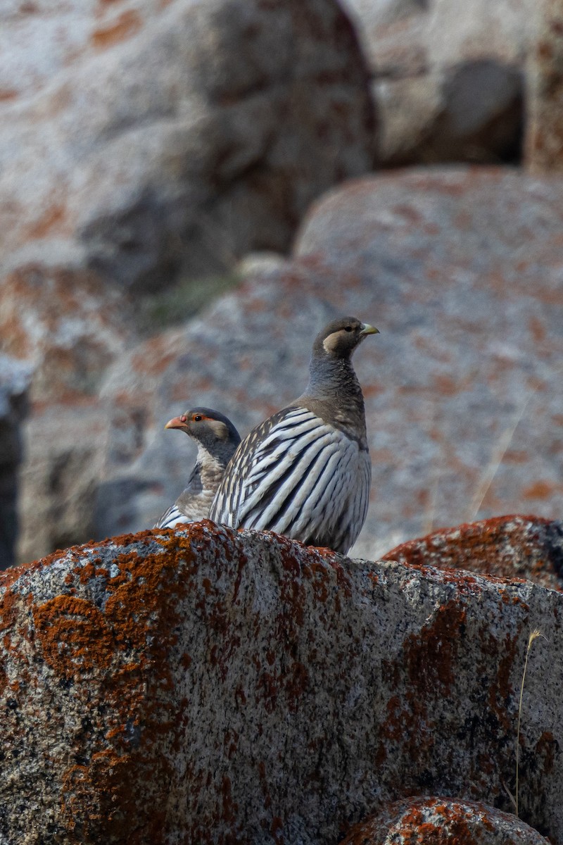 チベットセッケイ - ML646889100