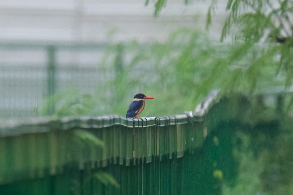 Black-capped Kingfisher - ML646889104