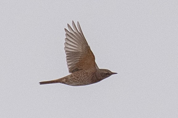 Naumann's Thrush - ML646889118