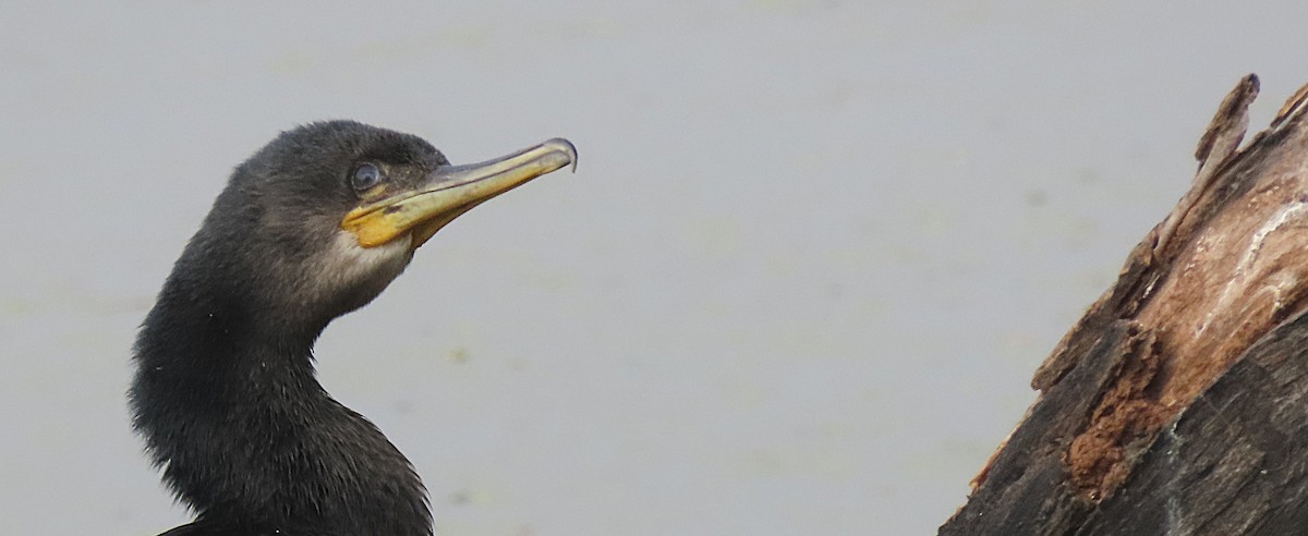 Индийский баклан - ML646889121